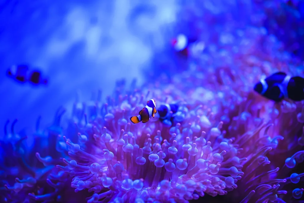 Clownfish in a display tank at Bangsaen Aquarium