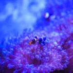 Clownfish in a display tank at Bangsaen Aquarium